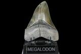 Serrated, Fossil Megalodon Tooth - Beautiful Enamel #134279-1